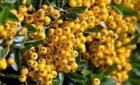GK OGNIK SZKARŁATNY Pyracantha 'Soleil d'Or'