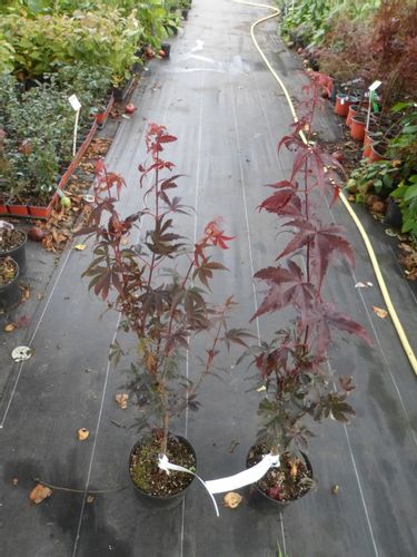 Klon palmowy Skeeters Broom 80-100cm C2 na Arena.pl