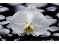 60X40CM BIAŁY STORCZYK OBRAZ