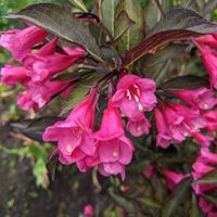 Krzewuszka cudowna 'Victoria' (Weigela florida) Doniczka 2.0L