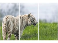 60 90CM OBRAZ 3 ELEM BIAŁY TYGRYS- TAMBAKO THE JAGUAR DRUK PŁÓTNO RAMA
