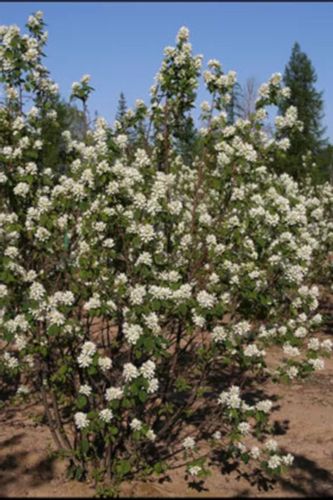 ŚWIDOŚLIWA OLCHOLISTNA Northline - sadzonki w don. na Arena.pl