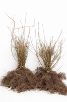 Ligustr Pospolity Vulgare sadzonki 50-80 Idealne na żywopłot szkółkowany