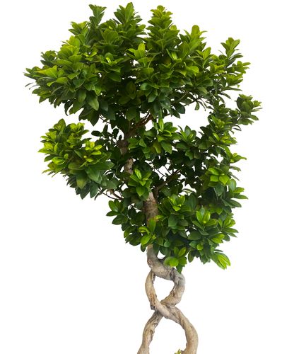 Bonsai Fikus Microcarpa GINSENG 140 cm na Arena.pl