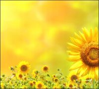 Tło do fotografii produktowej kulinarnej Flat Lay