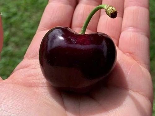 Czereśnia UKRAIŃSKA / GIGANTYCZNE OWOCE słodka i smaczna PIERWSZY na Arena.pl