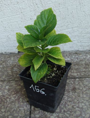 HORTENSJA RED BARON - sadzonki w doniczkach na Arena.pl