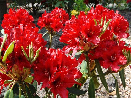 Różanecznik Taragona C3 E na Arena.pl