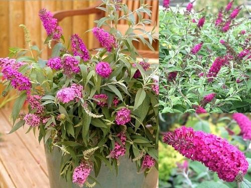 BUDLEJA TRÓJKOLOROWA ZESTAW 3 SADZONEK - MIODODAJNY MOTYLI KRZEW na Arena.pl