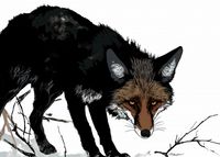 Plakat 70x50cm Nieufny Lis