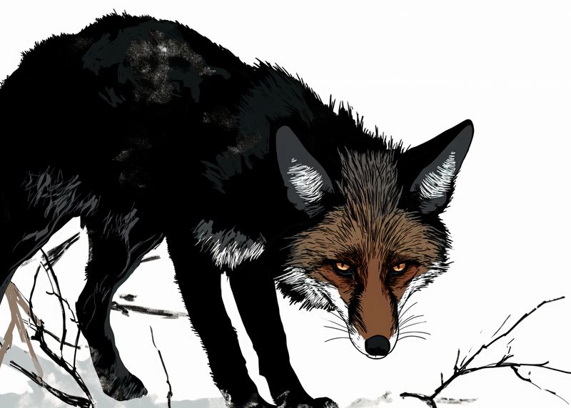 Plakat 70x50cm Nieufny Lis zdjęcie 1