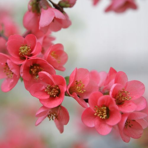 Pigwowiec PINK LADY Różowy Sadzonki w doniczkach Owoce pełne witamin na Arena.pl