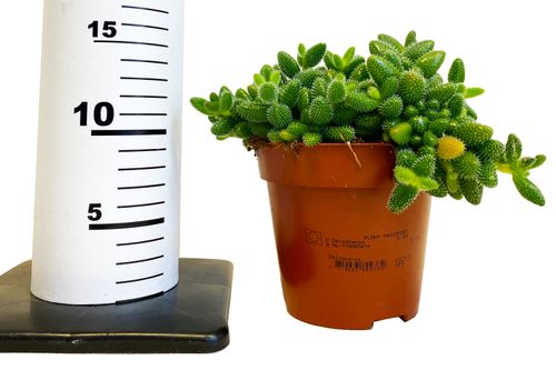 Delosperma Echinatum 15 cm na Arena.pl
