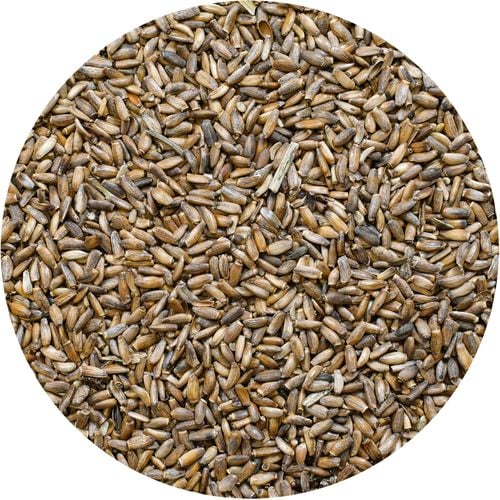 Vivarini – Ostropest (ziarno) 1 kg na Arena.pl