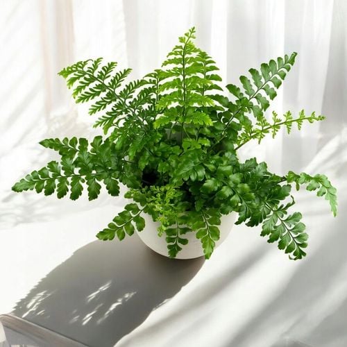 Paproć ASPLENIUM PARVATI egzotyczna paprotka domowa BEZPIECZNA DLA na Arena.pl