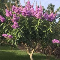 LAGERSTROEMIA WSPANIAŁA Lagerstroemia speciosa NASIONA 20000 sztuk - 100g.