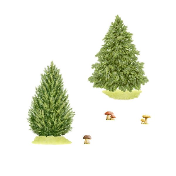 Naklejki Drzewa DK476 zdjęcie 3