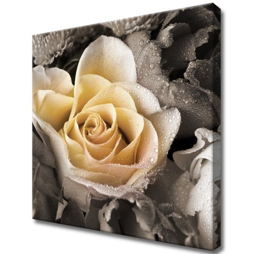 Obraz Płótno 40X40 Delikatna Róża na Arena.pl