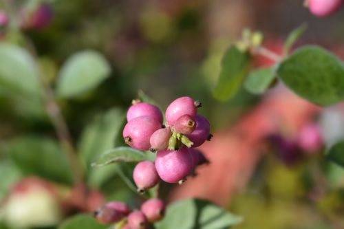 Śnieguliczka Różowa Doorenbosa 'Magic Berry' (Symphoricarpos ×doorenbosii) na Arena.pl