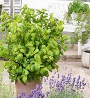 KRZEWUSZKA LIME MONSTER PBR GIGANTYCZNE LIŚCIE