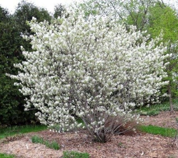 ŚWIDOŚLIWA OLCHOLISTNA Honeywood - sadzonki w don. zdjęcie 3