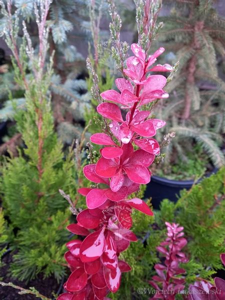 Berberys thunberga Red Rocket kolumnowy żywopłot zdjęcie 2