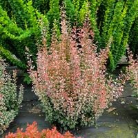 product-compare-57829918