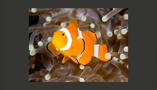 Fototapeta - Finding Nemo Rozmiar - 200x154 na Arena.pl