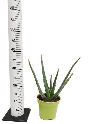 Aloes ALOE VERA 50 cm na Arena.pl