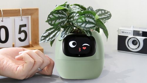 Inteligentna doniczka IVY SMART PLANTER osłonka na donicę PLANTSIO ZIELONA na Arena.pl