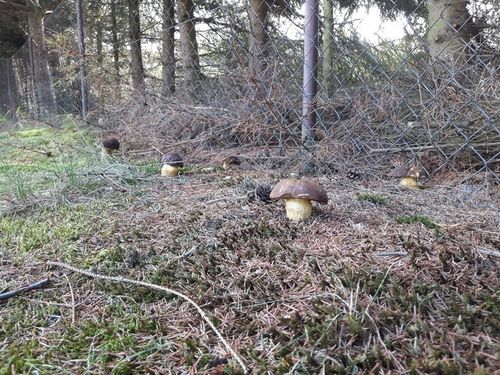 PODGRZYBEK BRUNATNY zagęszczona żywa grzybnia na Arena.pl