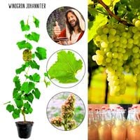 Winogron Johanniter na wino KRZEW 60-90 cm