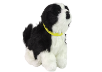 ND24_12698 Interaktywny Pies Piesek Border Collie