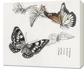 Obraz 70x60cm Ilustracje Motyle Morimoto Toko Japoński Vintage do Salonu