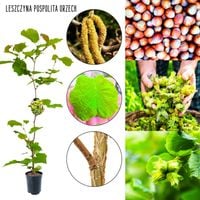 Orzech Laskowy Pospolity sadzonka KRZEW 80-120 cm