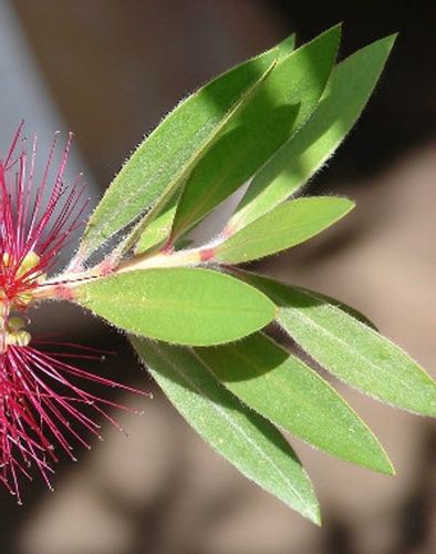 KUFLIK CYTRYNOWY - sadzonki w doniczkach na Arena.pl
