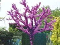 JUDASZOWIEC KANADYJSKI - sadzonki 150 / 180 cm