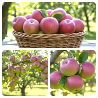 JABŁOŃ MEKINTOSZ STARA ODMIANA BARDZO SOCZYSTE