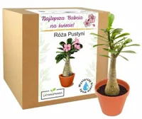 Prezent na dzień Babci Zestaw do Uprawy Róża Pustyni najlepsza babcia kwiat