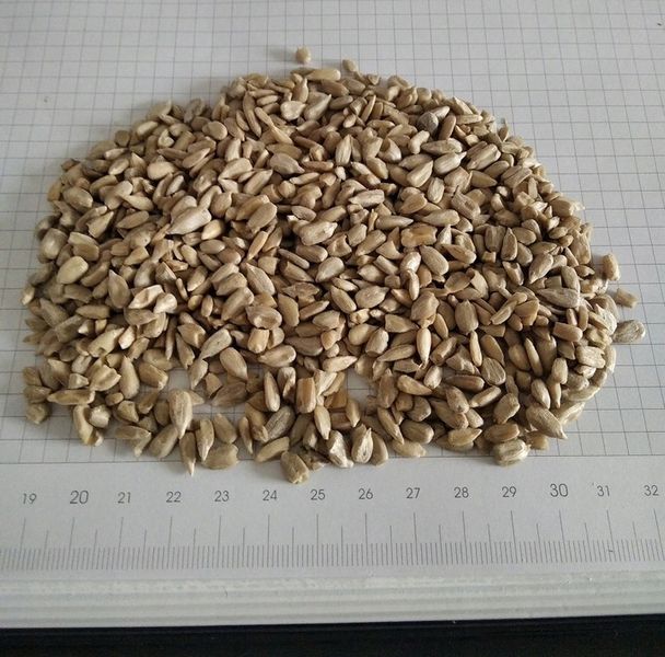Słonecznik łuskany 25 kg zdjęcie 1