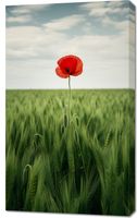 Obraz 60x100cm Samotny Mak na Polu