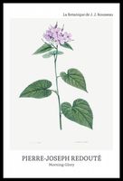 Plakat 40x60cm Design morning-Glory, Redoute Vintage do Salonu