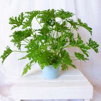 GERANIUM ANGINKA Pelargonium graveolens don.13cm