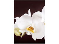 50X70CM PIĘKNY STORCZYK OBRAZ PION ŚCIAN