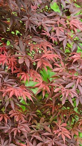 Klon palmowy Skeeters Broom 80-100cm C2 na Arena.pl