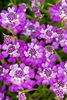 product-compare-59710798