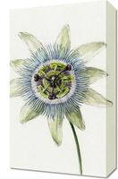 Obraz 30x50cm Passion Flower, Jean Bernard Vintage do Salonu