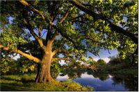 120CM 80CM OBRAZ ŚCIENNY WIELKI DĄB