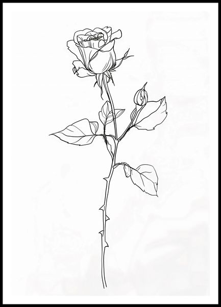Plakat 70x100cm Kontur Róży zdjęcie 3