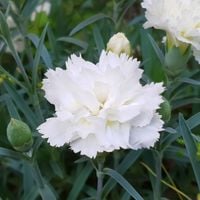 Goździk Ogrodowy 'Grenadin White' Biały (Dianthus) Siny Pierzasty